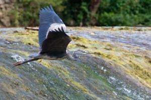Siva čaplja (Ardea cinerca)